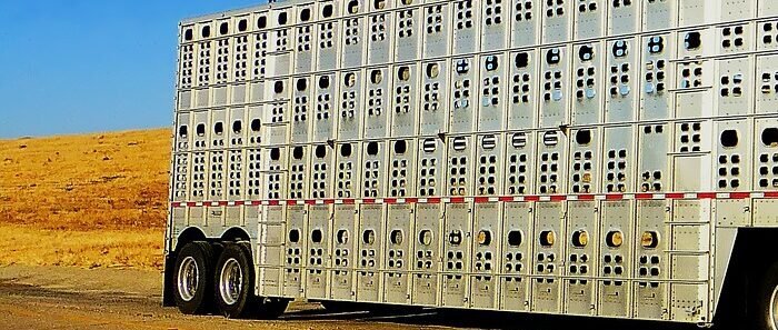 Trasporto animali vivi: nuovi obblighi formativi, tutte le novità per le imprese